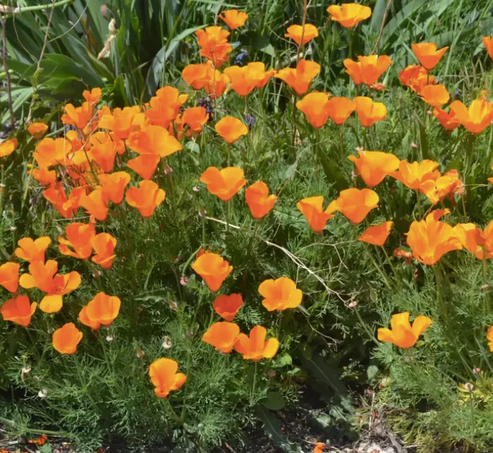 California Poppy Seed Grow Kit