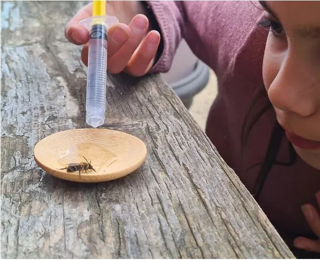 Nature Nurture Emergency Bee Rescue Kit